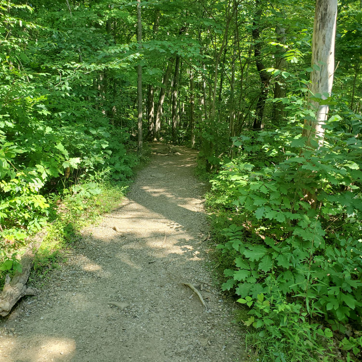 Stanford and Brandywine Gorge Trails 